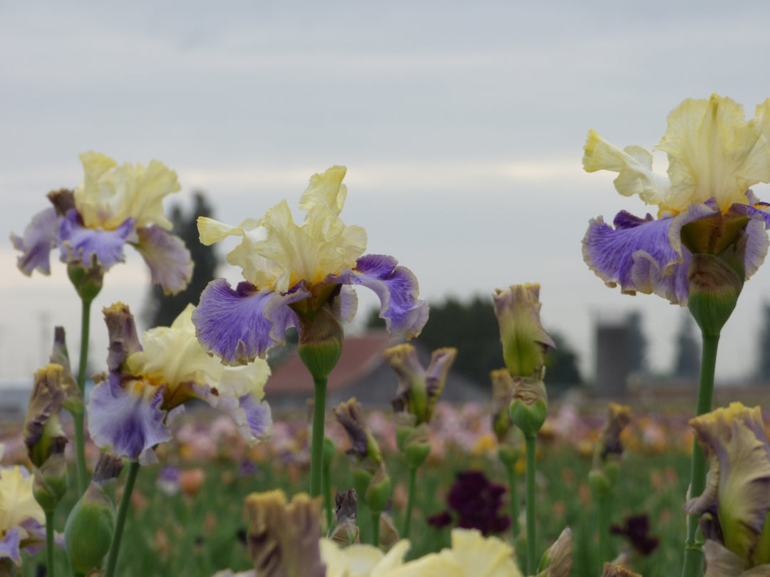 インドシナイト ハーフディスク型 Dig In - Bonus | Tall Bearded Iris – Schreiner's Gardens