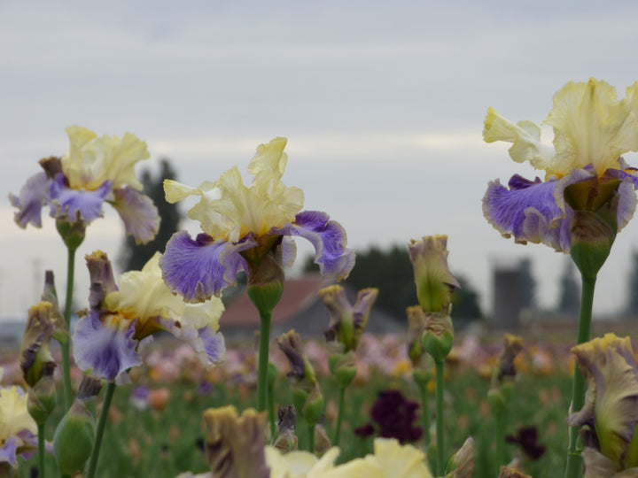 Dig In - Bonus | Tall Bearded Iris – Schreiner's Gardens