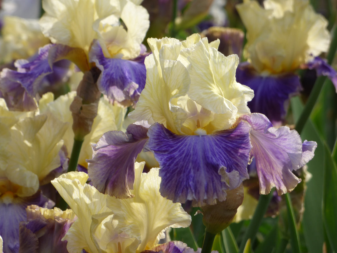 Dig In - Bonus | Tall Bearded Iris – Schreiner's Gardens