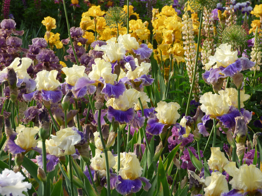 Dig In - Bonus | Tall Bearded Iris – Schreiner's Gardens