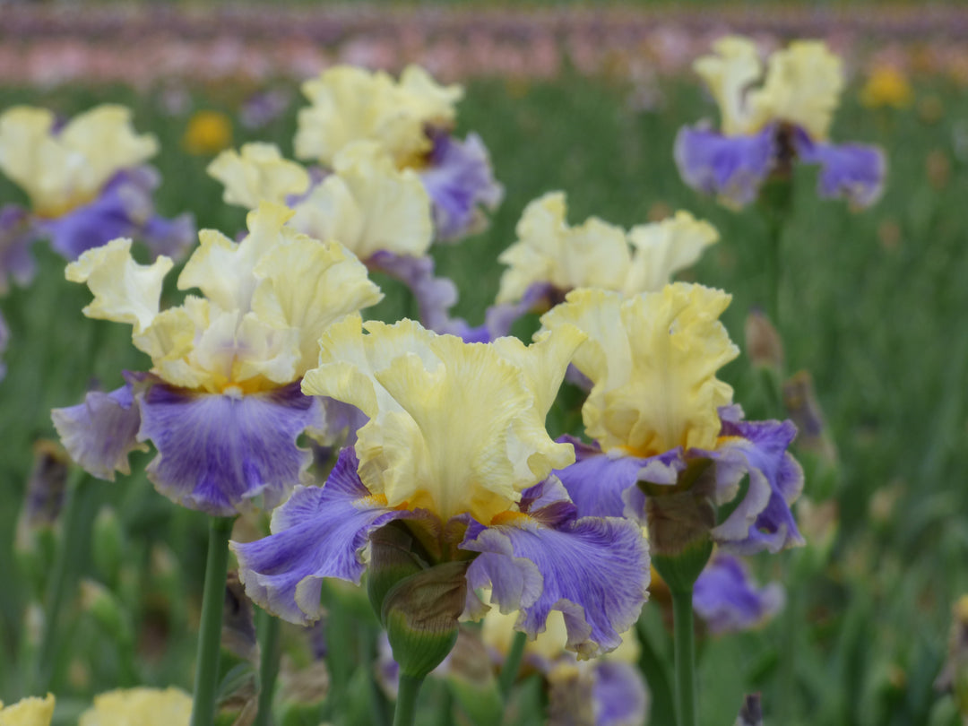 Dig In - Bonus | Tall Bearded Iris – Schreiner's Gardens