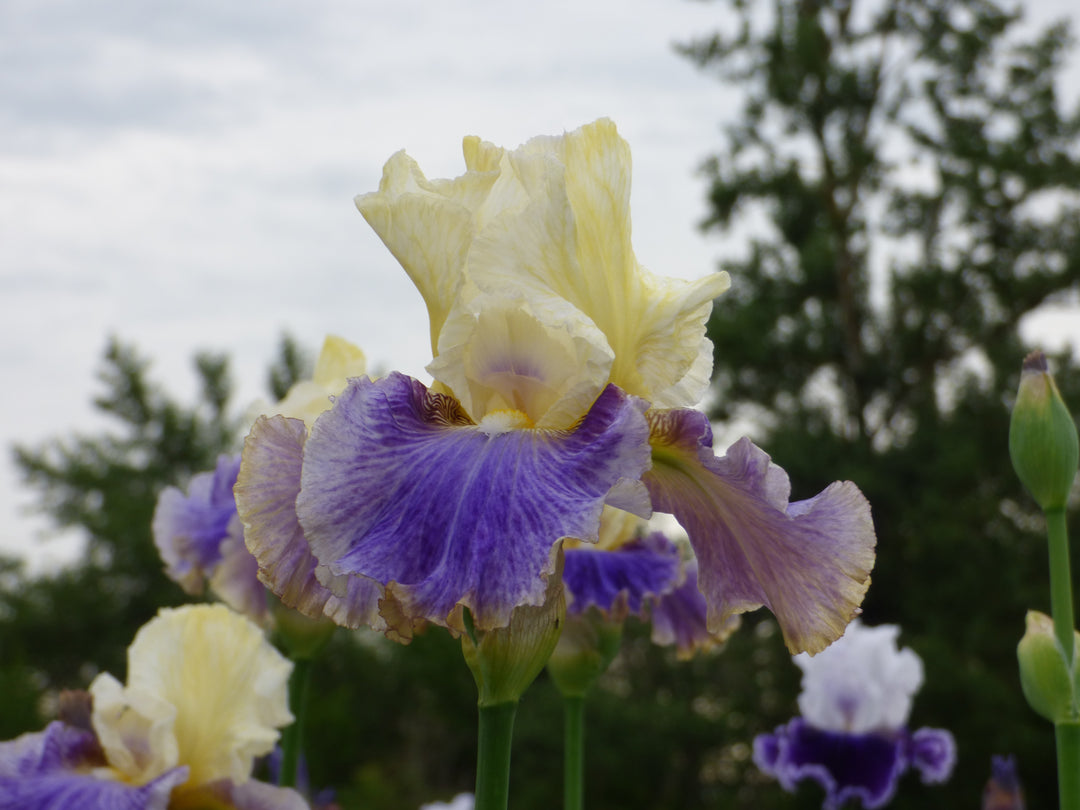 Dig In - Bonus | Tall Bearded Iris – Schreiner's Gardens
