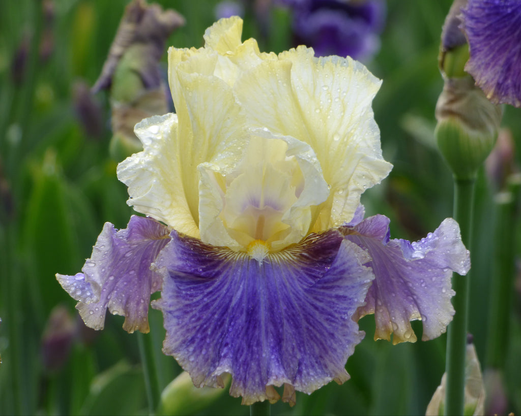 Dig In - Bonus | Tall Bearded Iris – Schreiner's Gardens