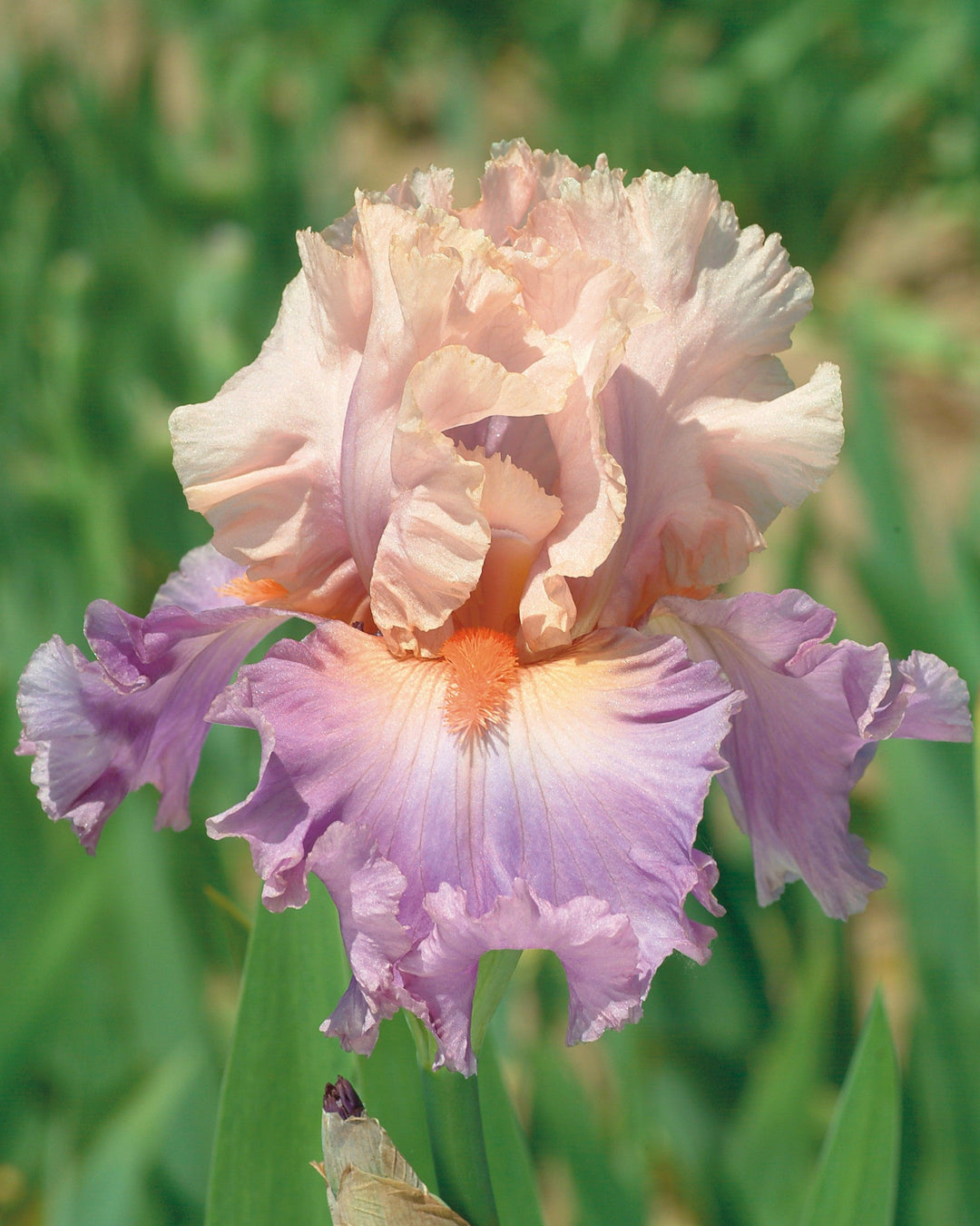 Discovered Treasure | Tall Bearded Iris – Schreiner's Gardens
