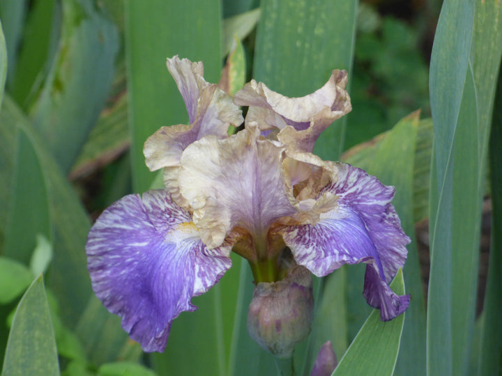 ぴーちゃん　アールスメロン Doe Z Doe | Intermediate Bearded Iris – Schreiner's Gardens