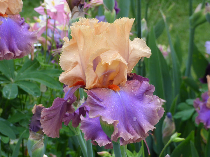 Dollface | Tall Bearded Iris – Schreiner's Gardens