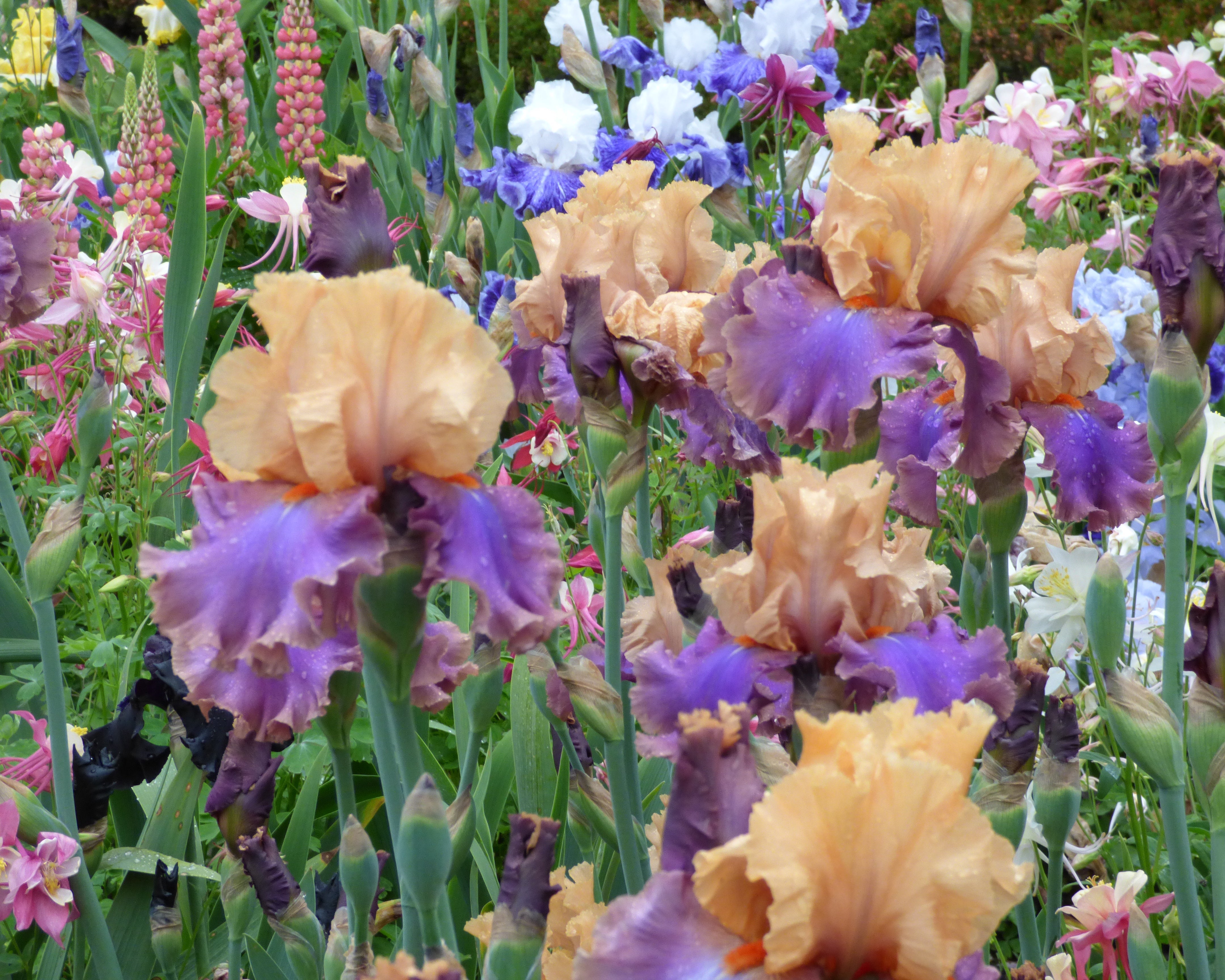 Dollface | Tall Bearded Iris – Schreiner's Gardens