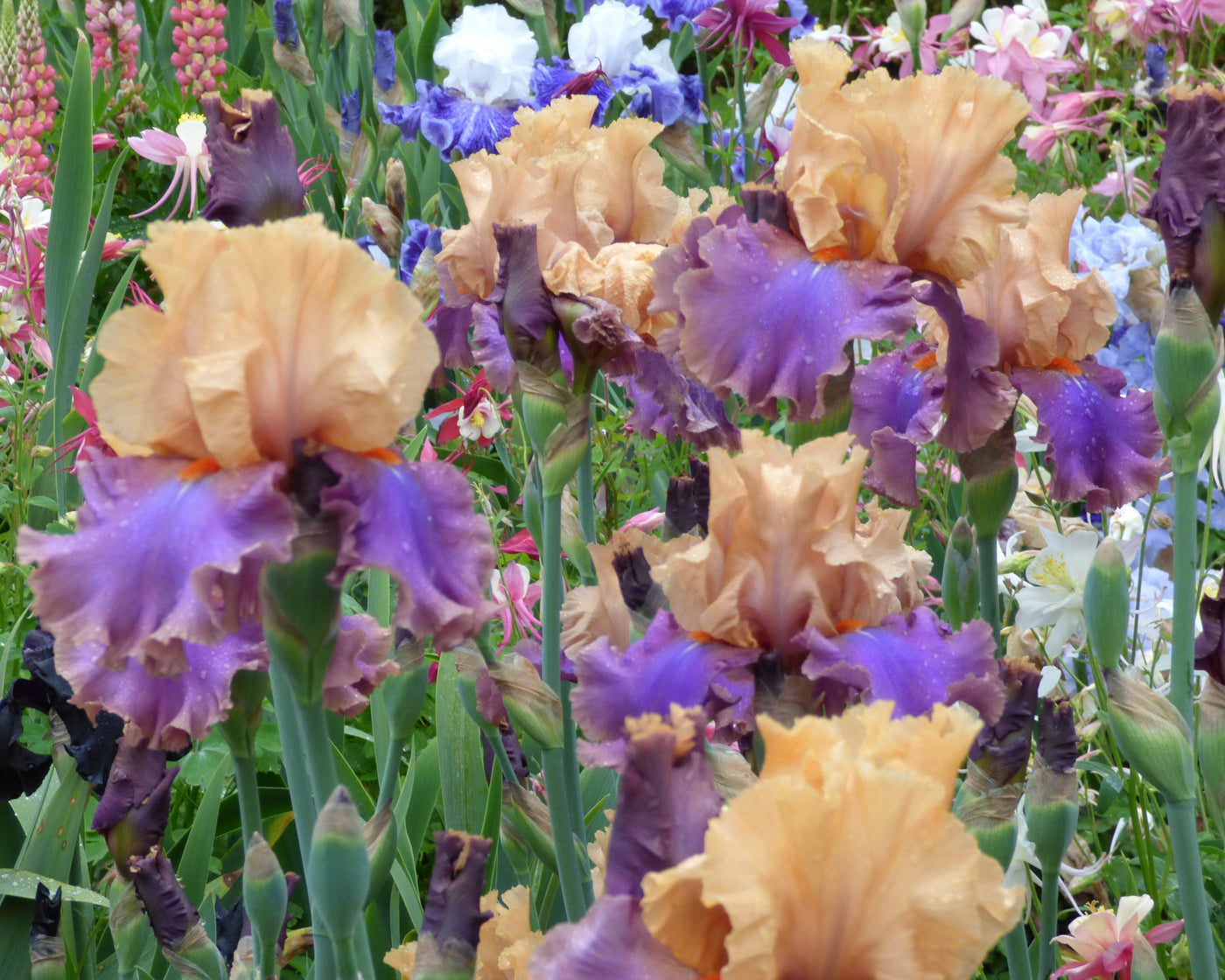 Dollface | Tall Bearded Iris – Schreiner's Gardens
