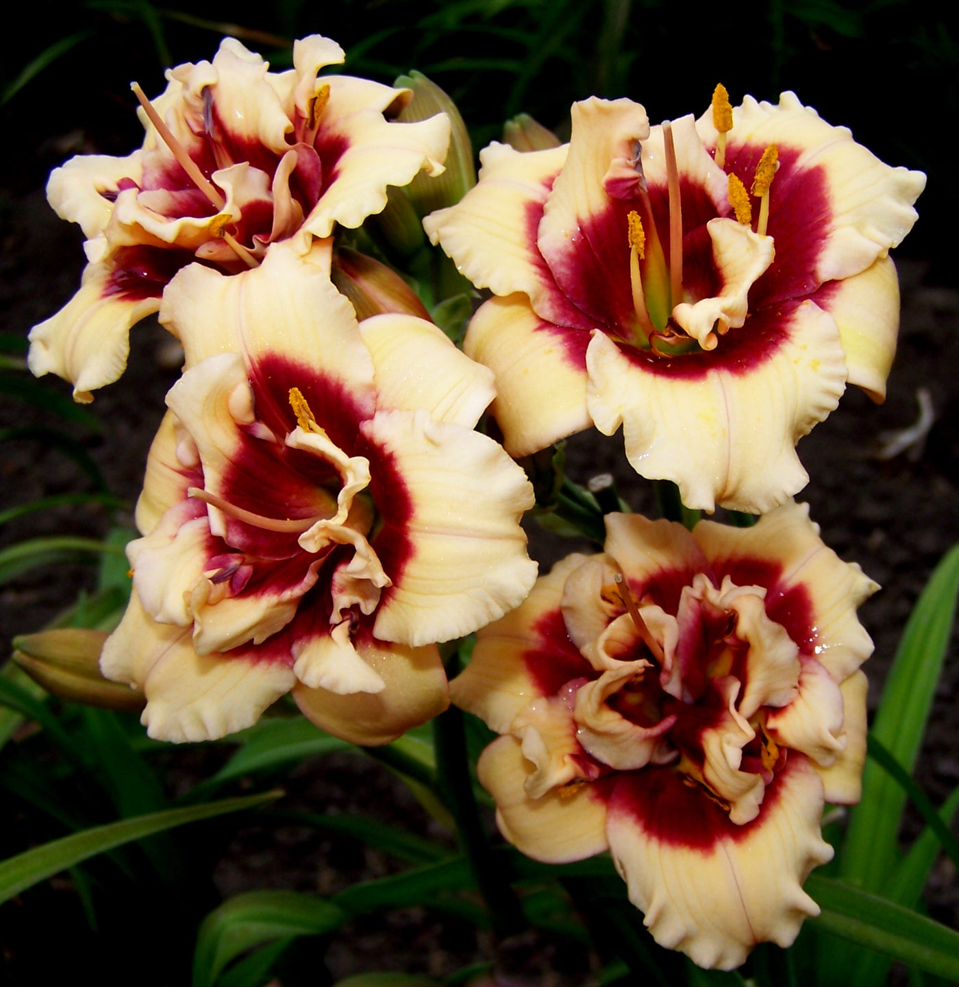 Double Cherries Duet