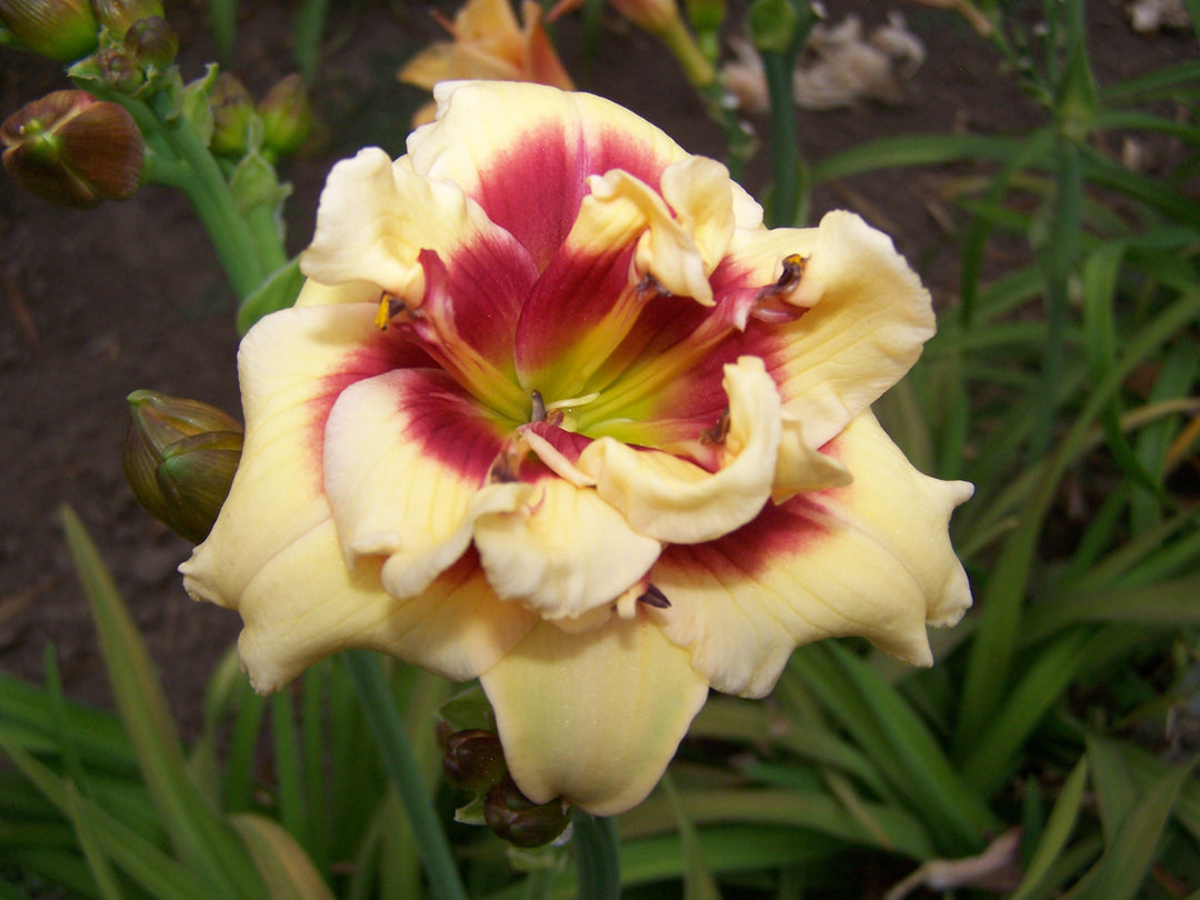 Double Cherries Duet | Spring Daylily Catalog – Schreiner's Gardens
