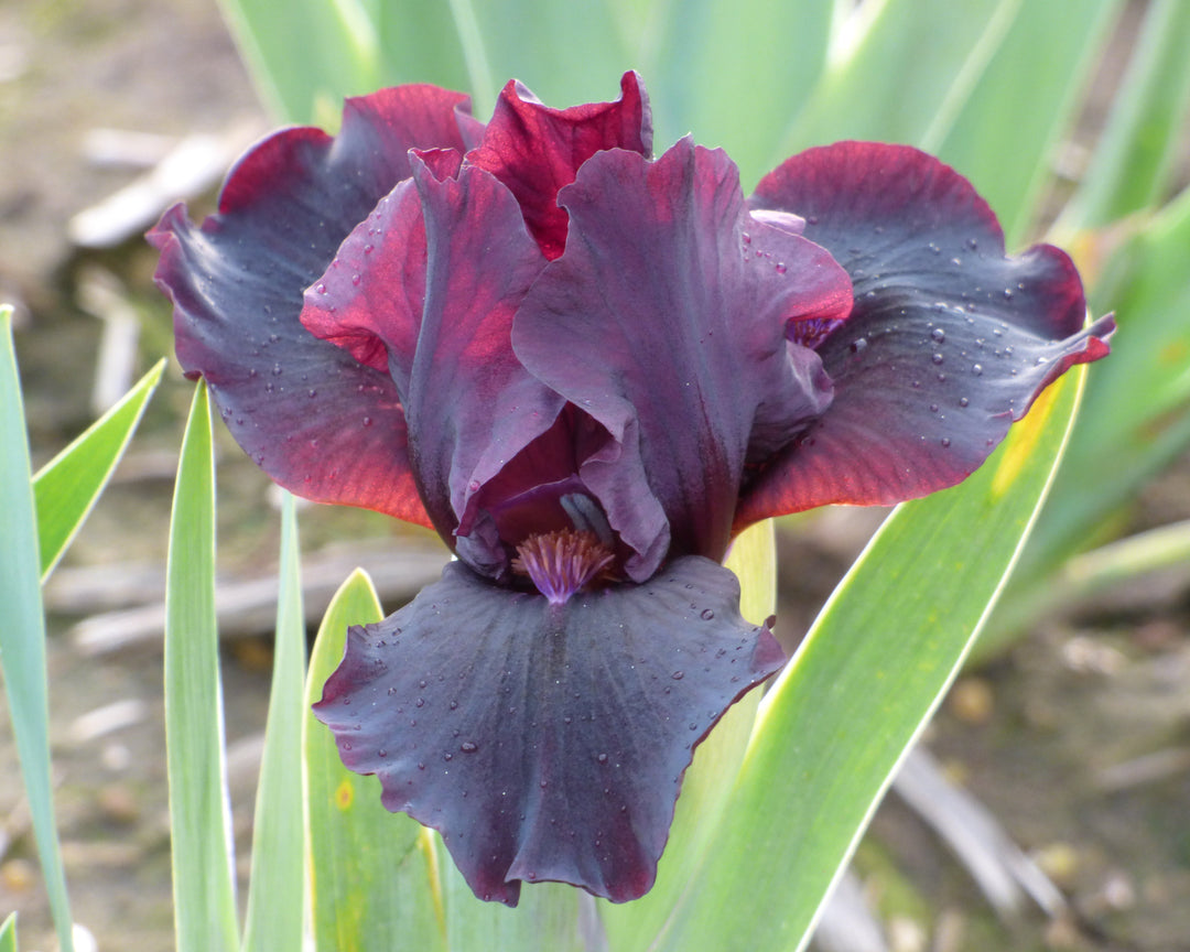 Dovetail | Dwarf Bearded Iris – Schreiner's Gardens
