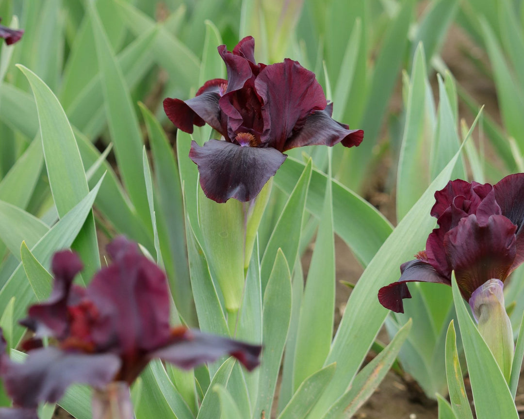 Dovetail | Dwarf Bearded Iris – Schreiner's Gardens