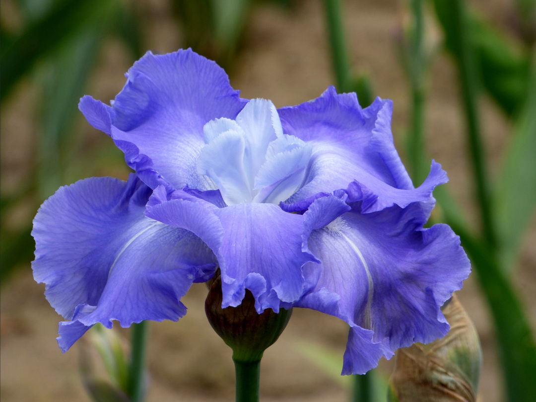 Downstream | Tall Bearded Iris – Schreiner's Gardens Downstream | Tall Bearded Iris – Schreiner's Gardens