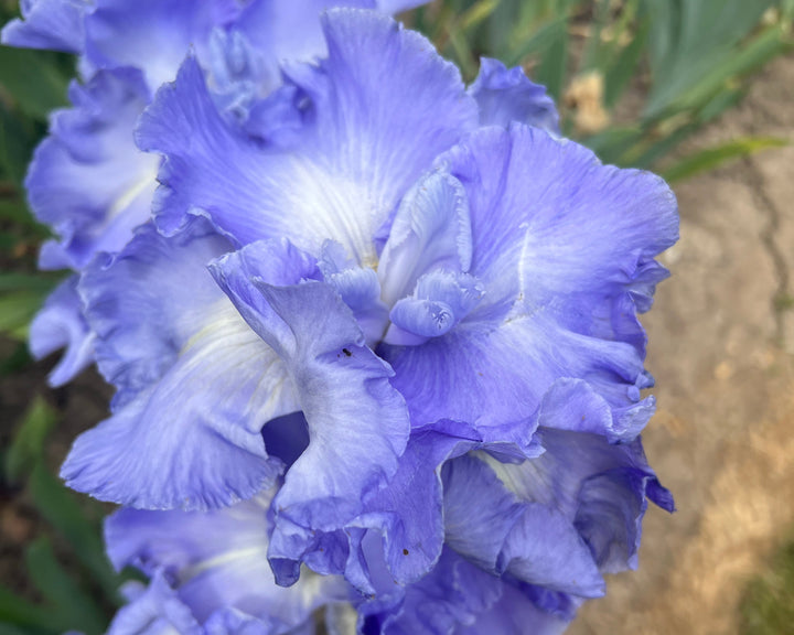 Downstream | Tall Bearded Iris – Schreiner's Gardens