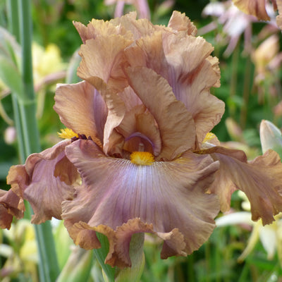 Brown Iris Bouquet