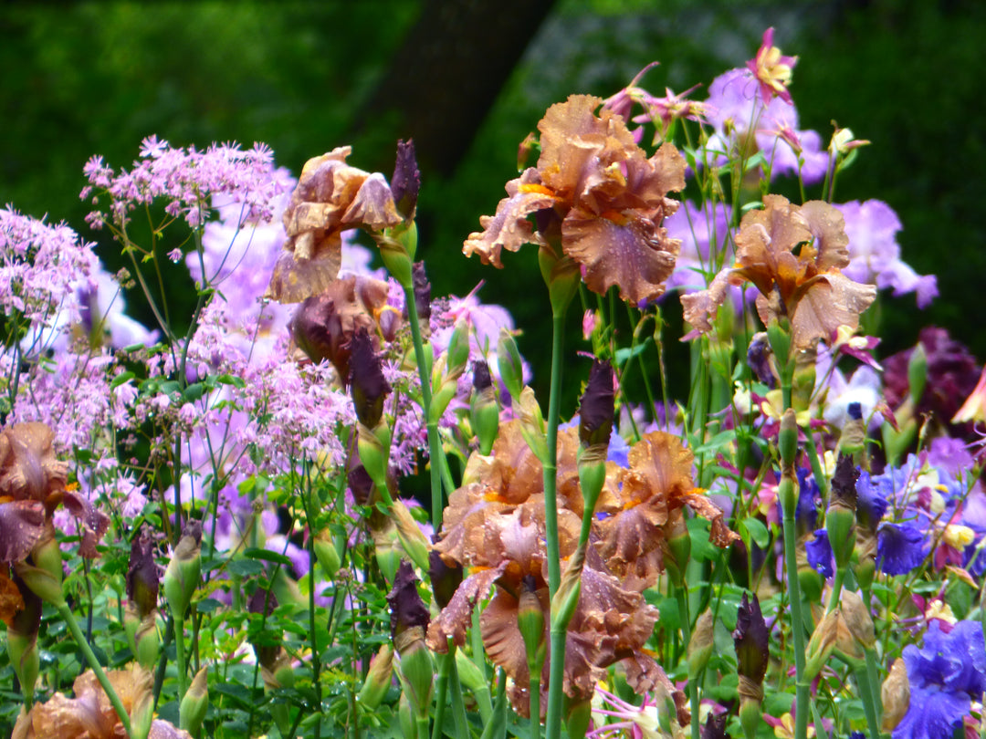 Downtown Brown | Tall Bearded Iris – Schreiner's Gardens