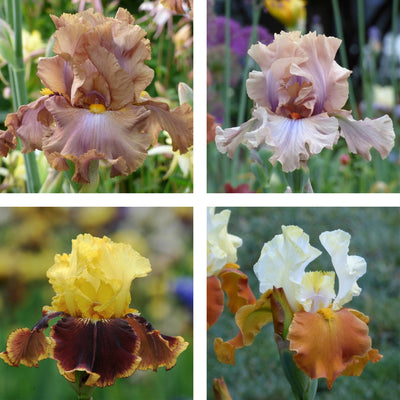Brown Iris Bouquet