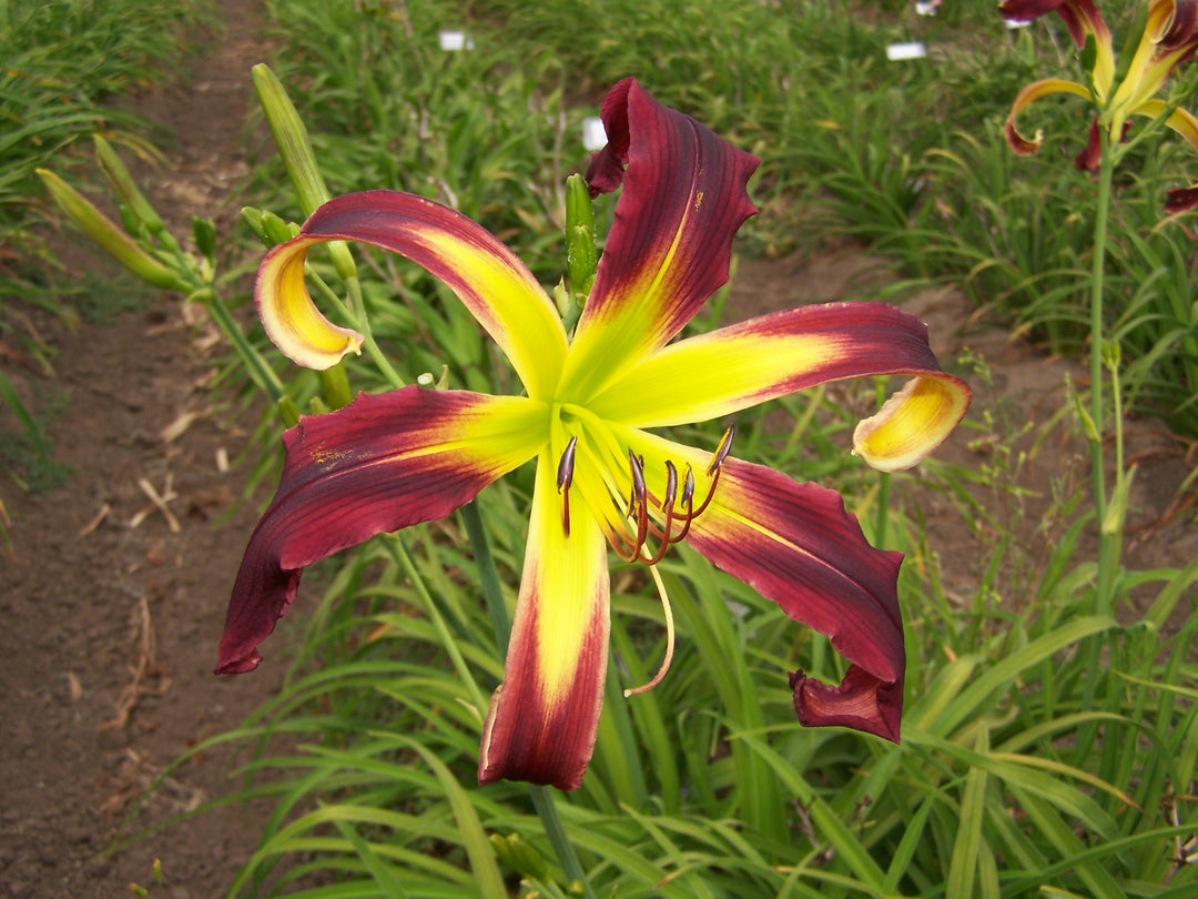 Dragon Seeker | Spring Daylily Catalog – Schreiner's Gardens