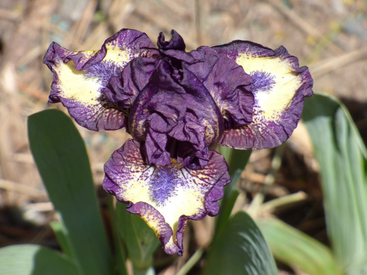 Dubs | Dwarf Bearded Iris – Schreiner's Gardens