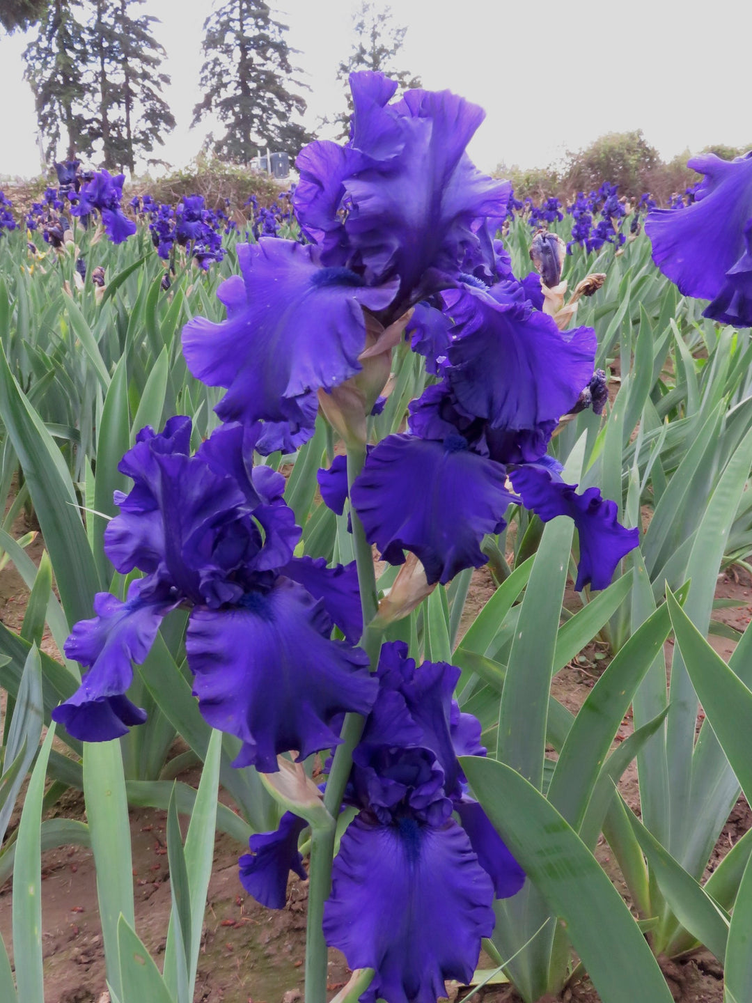 Dusky Challenger | Tall Bearded Iris – Schreiner's Gardens