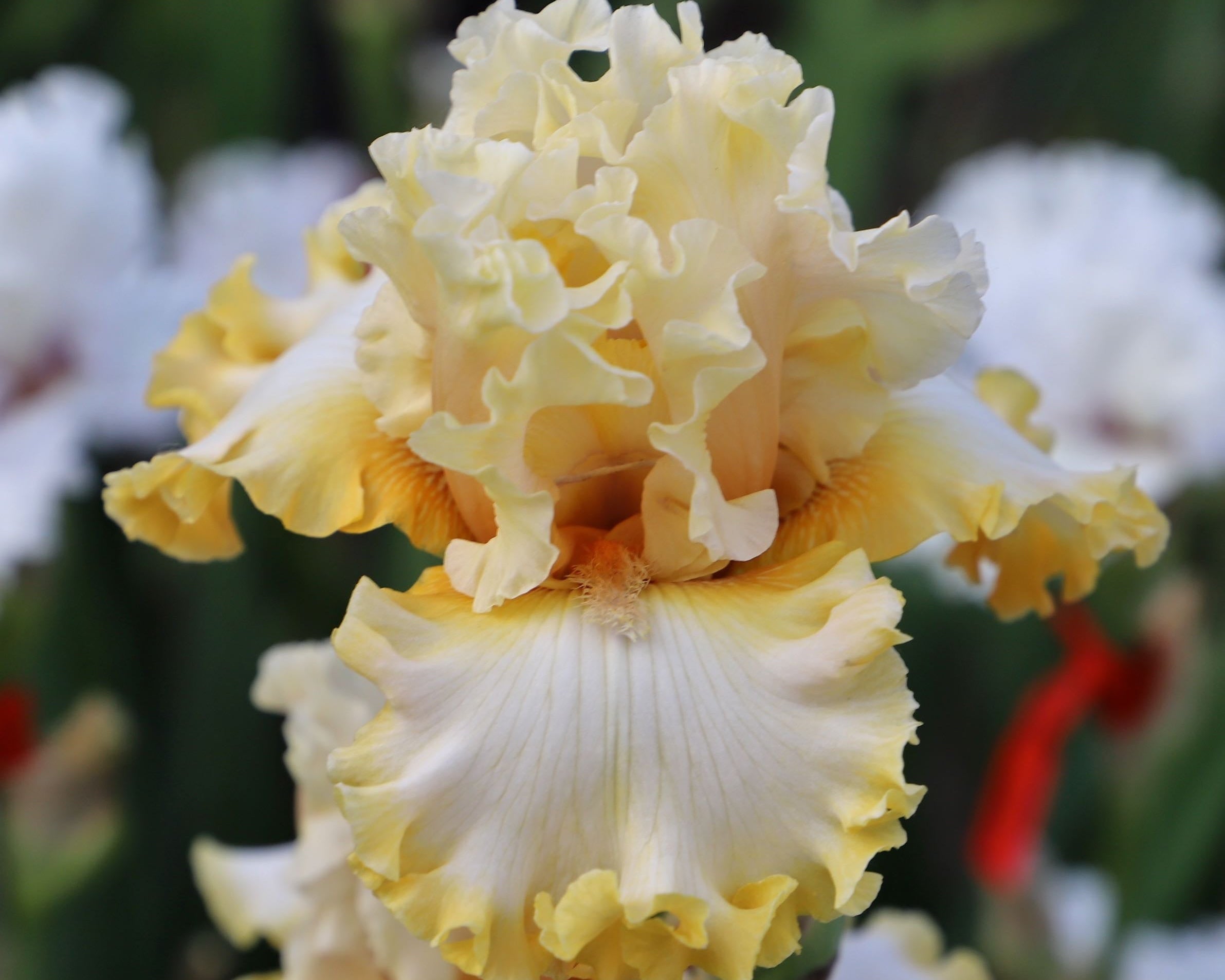 Ease Your Mind – Schreiner's Gardens