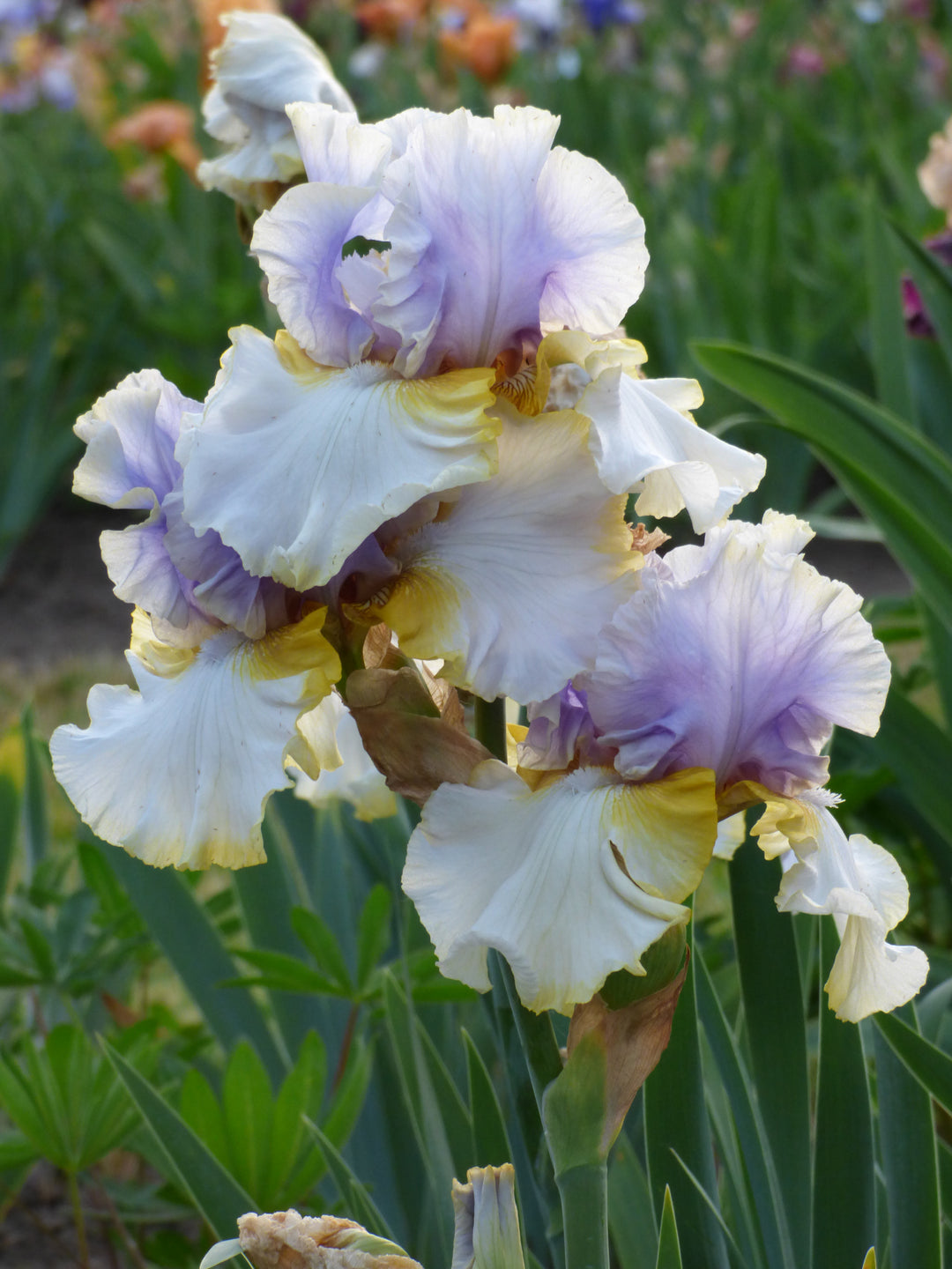 EASTERCHARM_4_1080x.jpg?v=