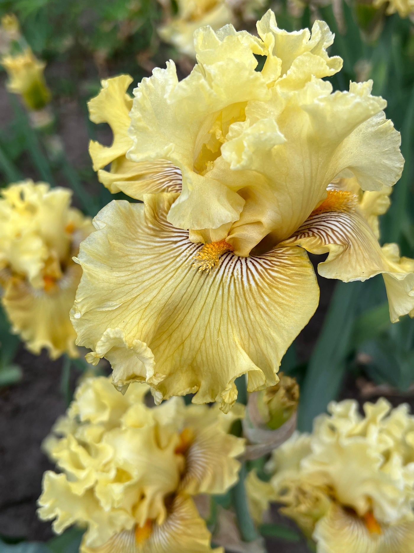 Shadowed Light | Tall Bearded Iris – Schreiner's Gardens