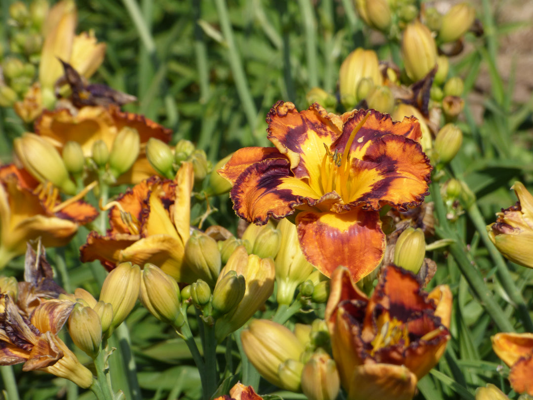 Evocative|Maryott Daylilies – Schreiner's Gardens