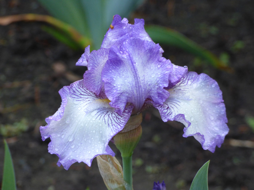 EarlofEssex_2_1080x.jpg?v=