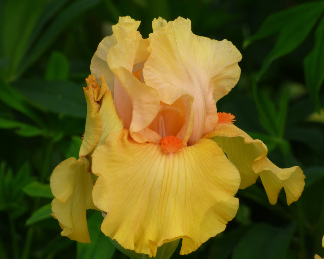 Early to Rise | Tall Bearded Iris – Schreiner's Gardens