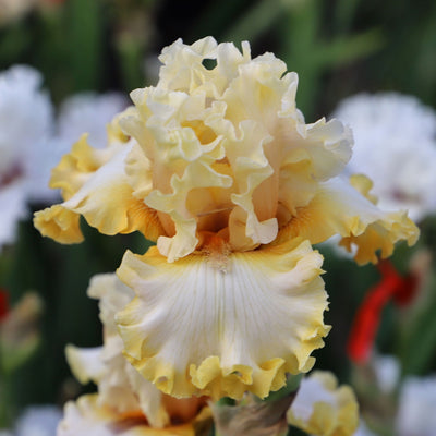 Mixed Pastel Iris Bouquet