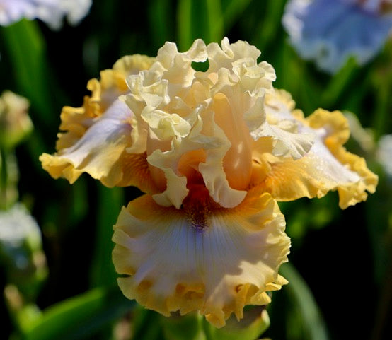 Ease Your Mind – Schreiner's Gardens