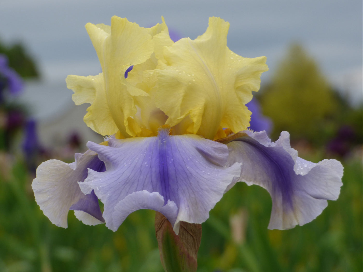 Easter Candy Potted Iris