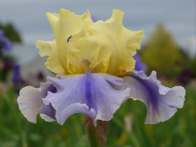 Easter Candy Potted Iris