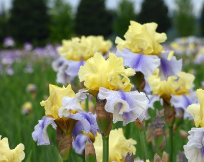Easter Candy Potted Iris