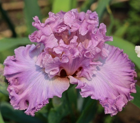 Ecstatic – Schreiner's Gardens