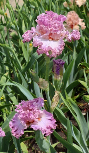 Ecstatic – Schreiner's Gardens