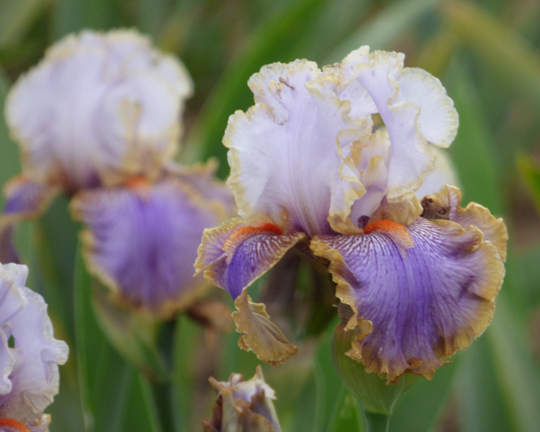 Effective | Tall Bearded Iris – Schreiner's Gardens