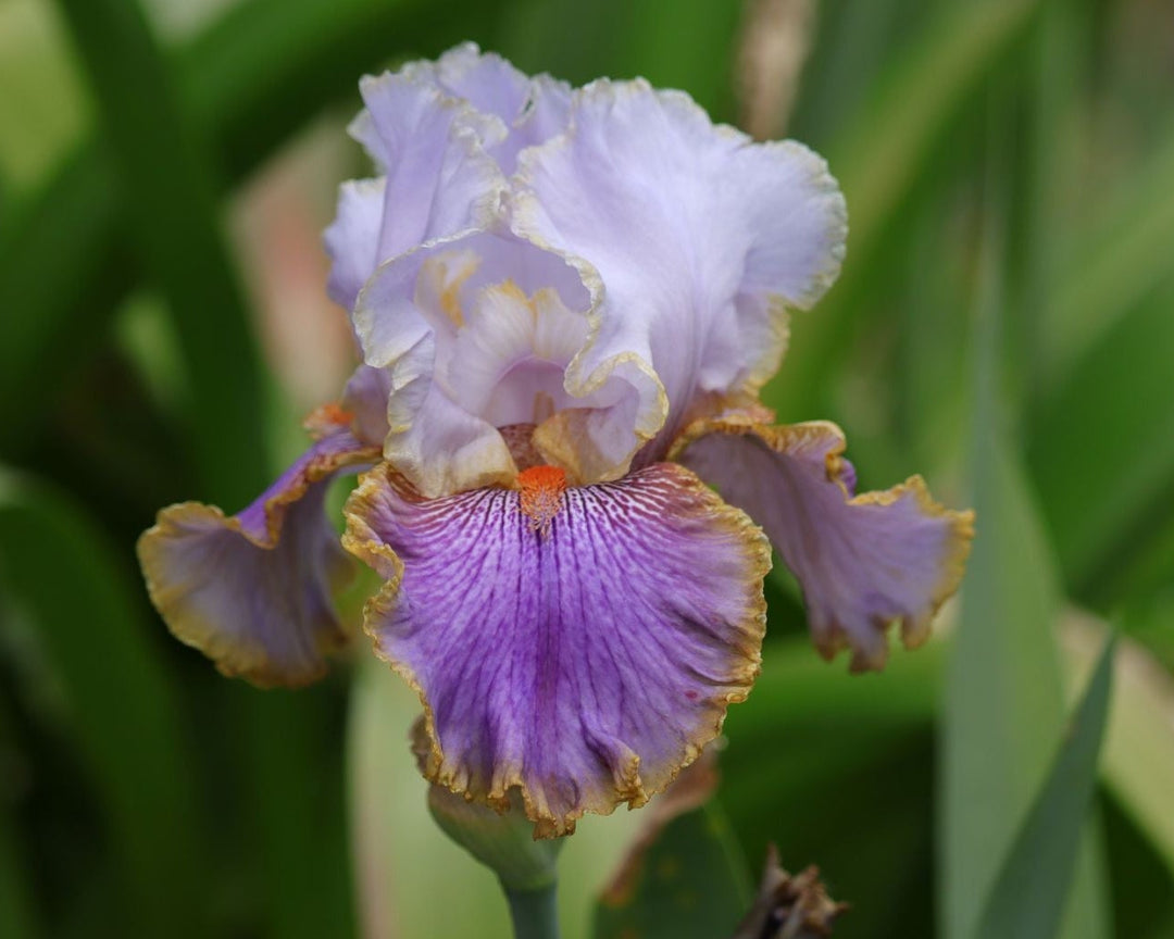 Effective | Tall Bearded Iris – Schreiner's Gardens