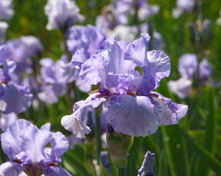 Elainealope | Tall Bearded Iris – Schreiner's Gardens