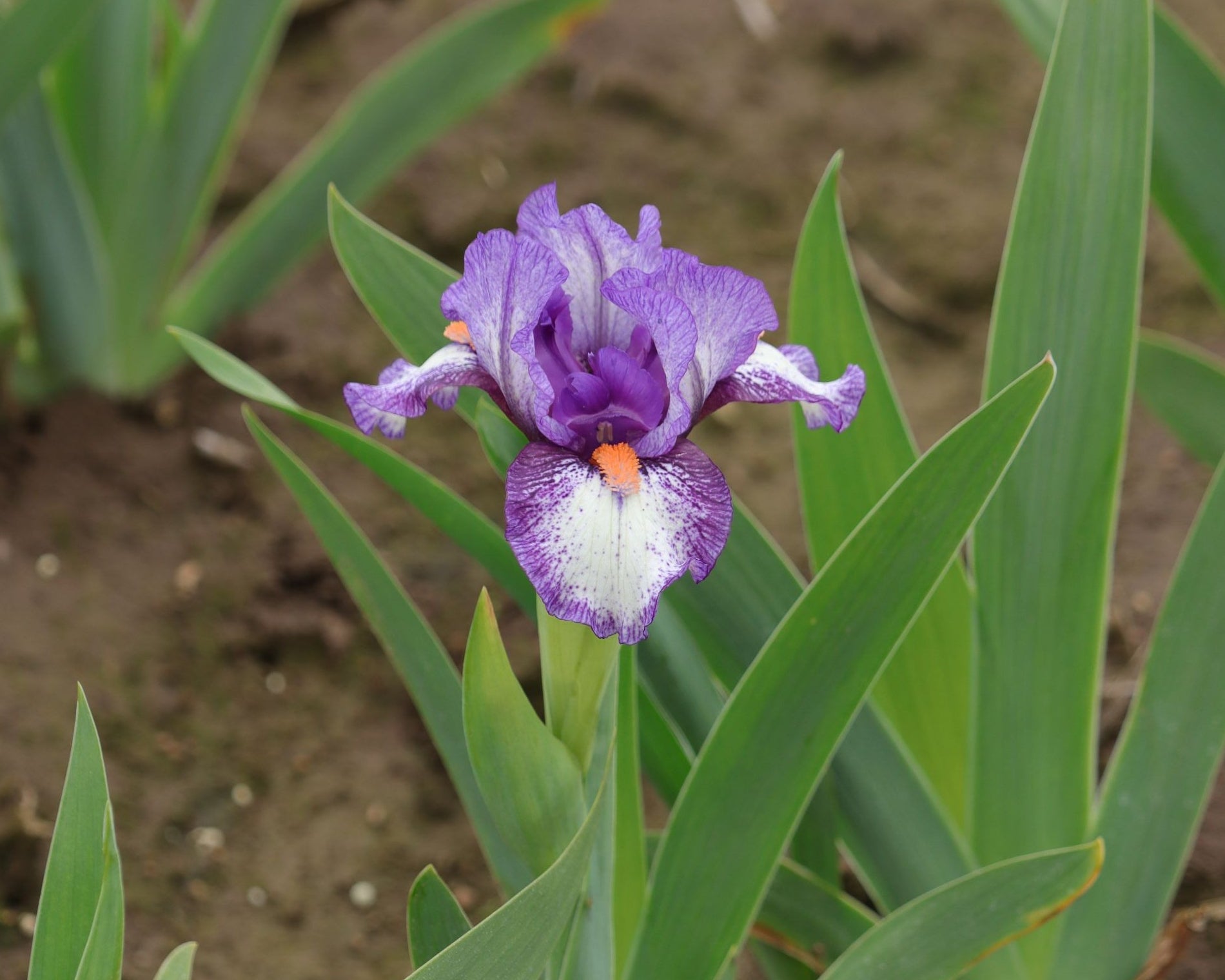 Electrifying | Dwarf Bearded Iris – Schreiner's Gardens