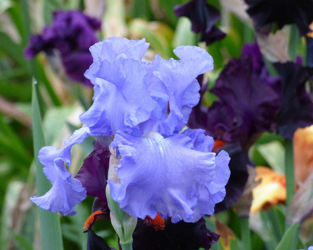 Elegance In Blue | Tall Bearded Iris – Schreiner's Gardens