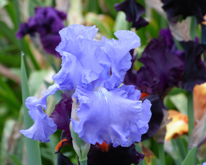 Elegance_In_Blue1_720x.jpg?v=