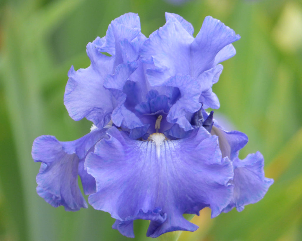 Elegance In Blue | Tall Bearded Iris – Schreiner's Gardens