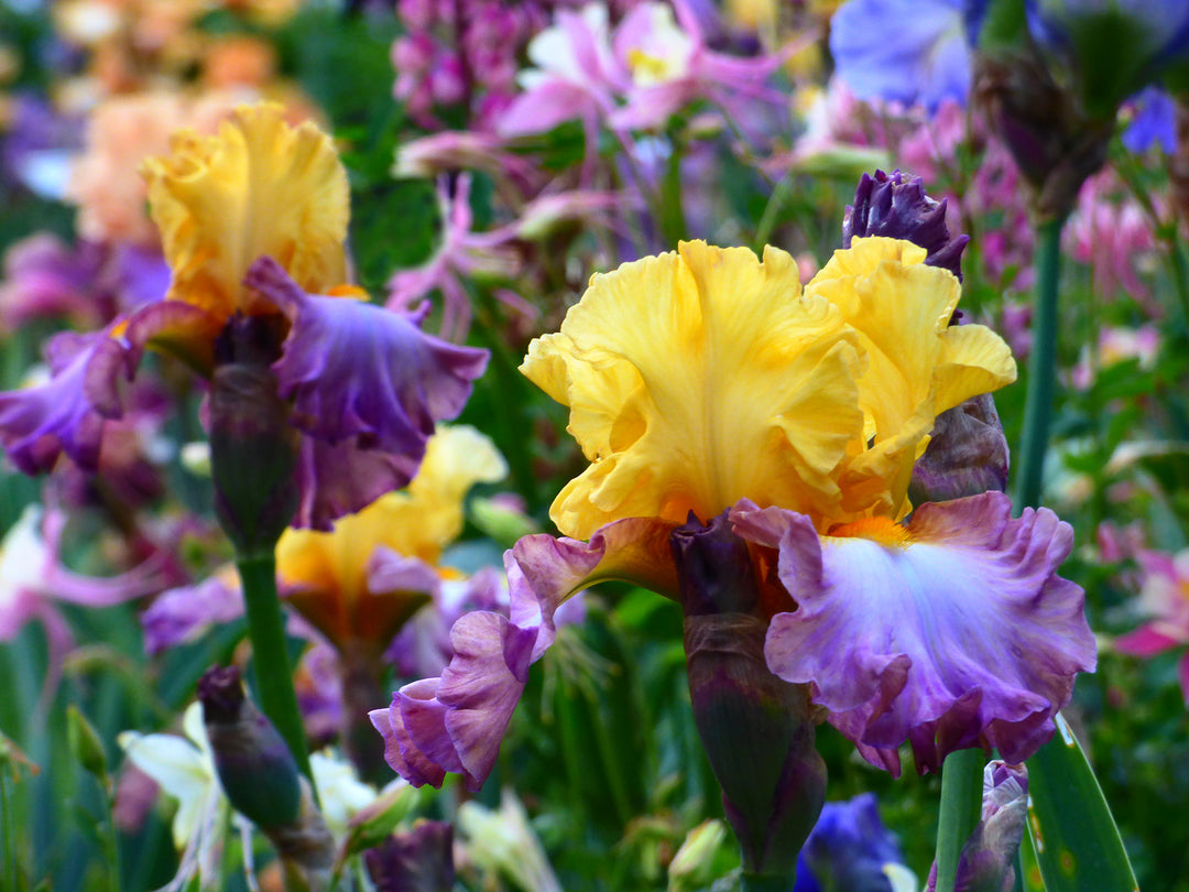 Enthralled | Tall Bearded Iris – Schreiner's Gardens