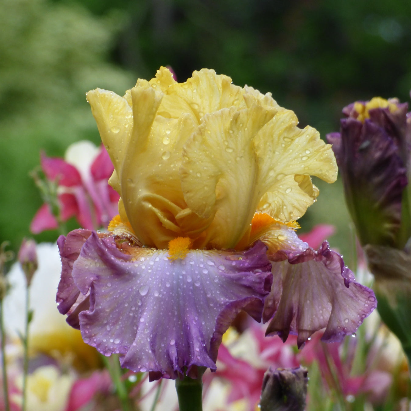 Yellow Iris Bouquet