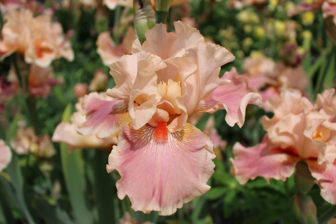 Entitled | Tall Bearded Iris – Schreiner's Gardens