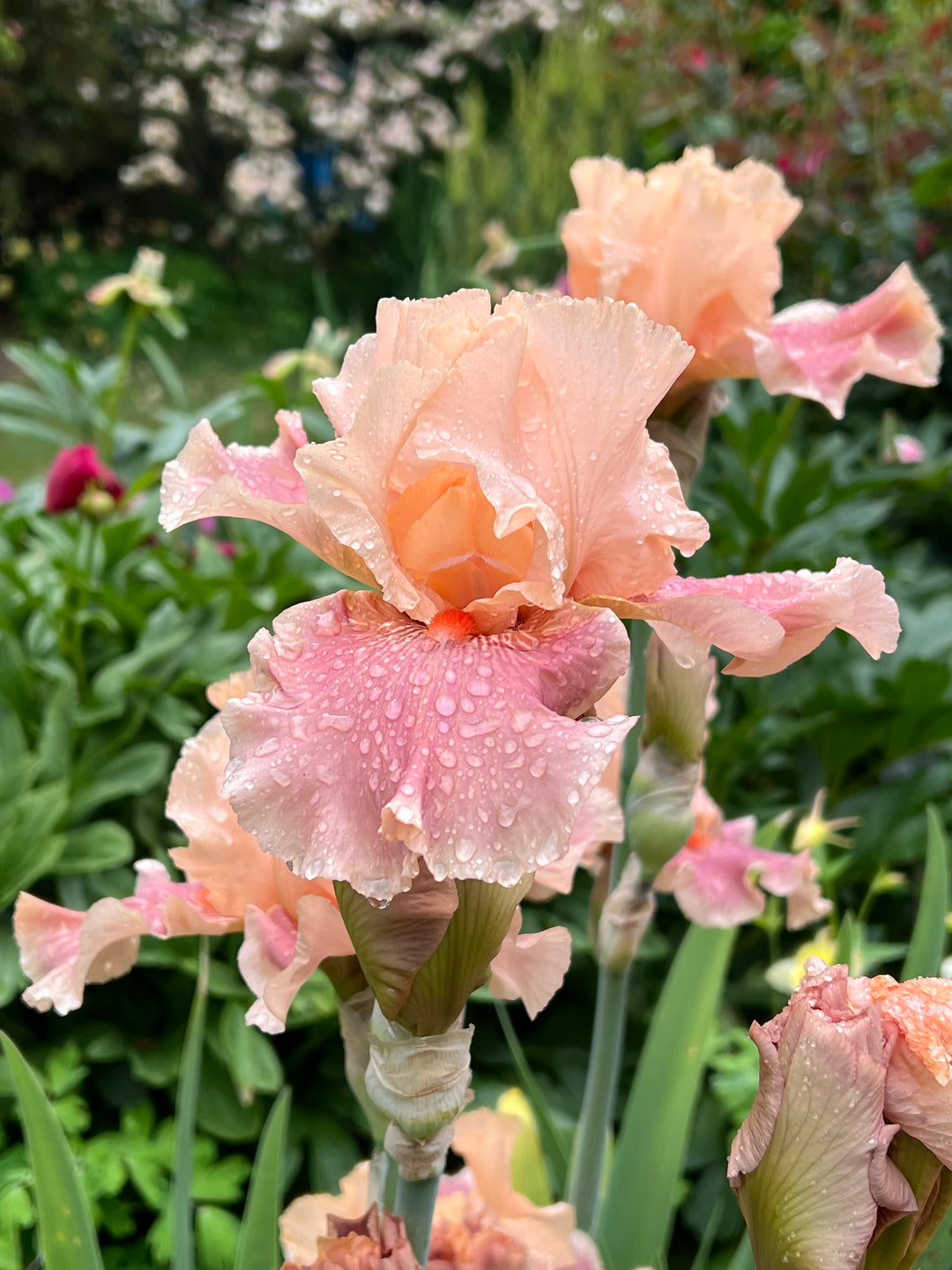 Entitled | Tall Bearded Iris – Schreiner's Gardens
