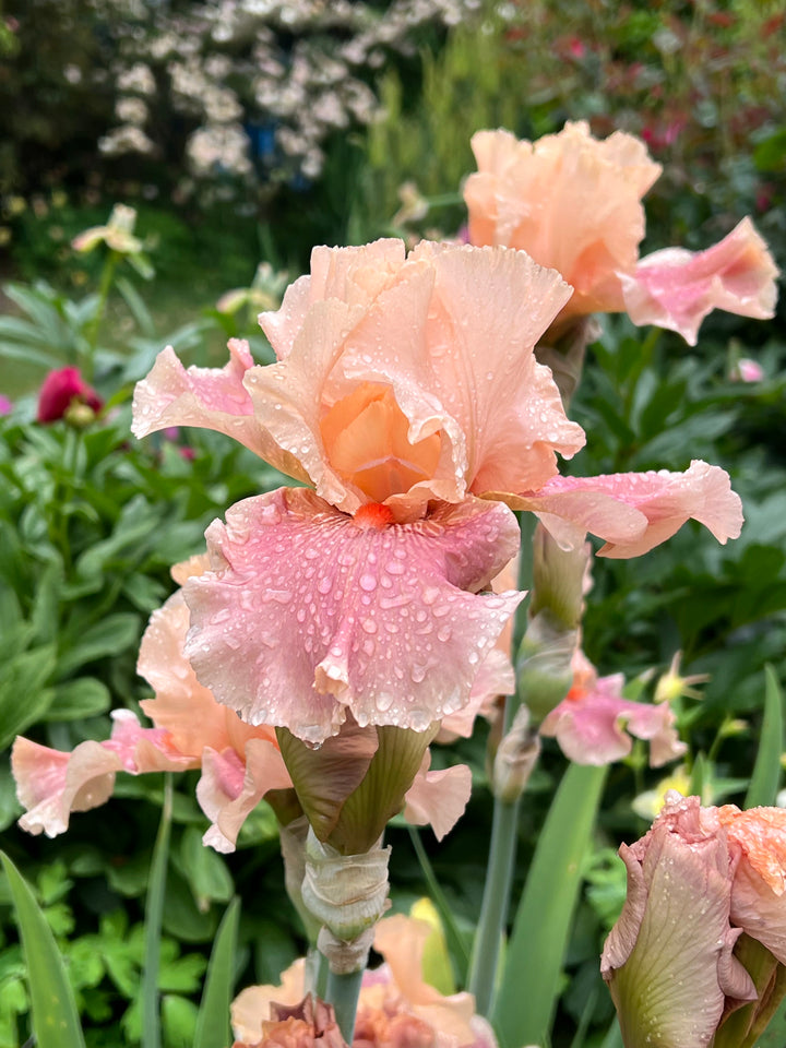 Entitled | Tall Bearded Iris – Schreiner's Gardens