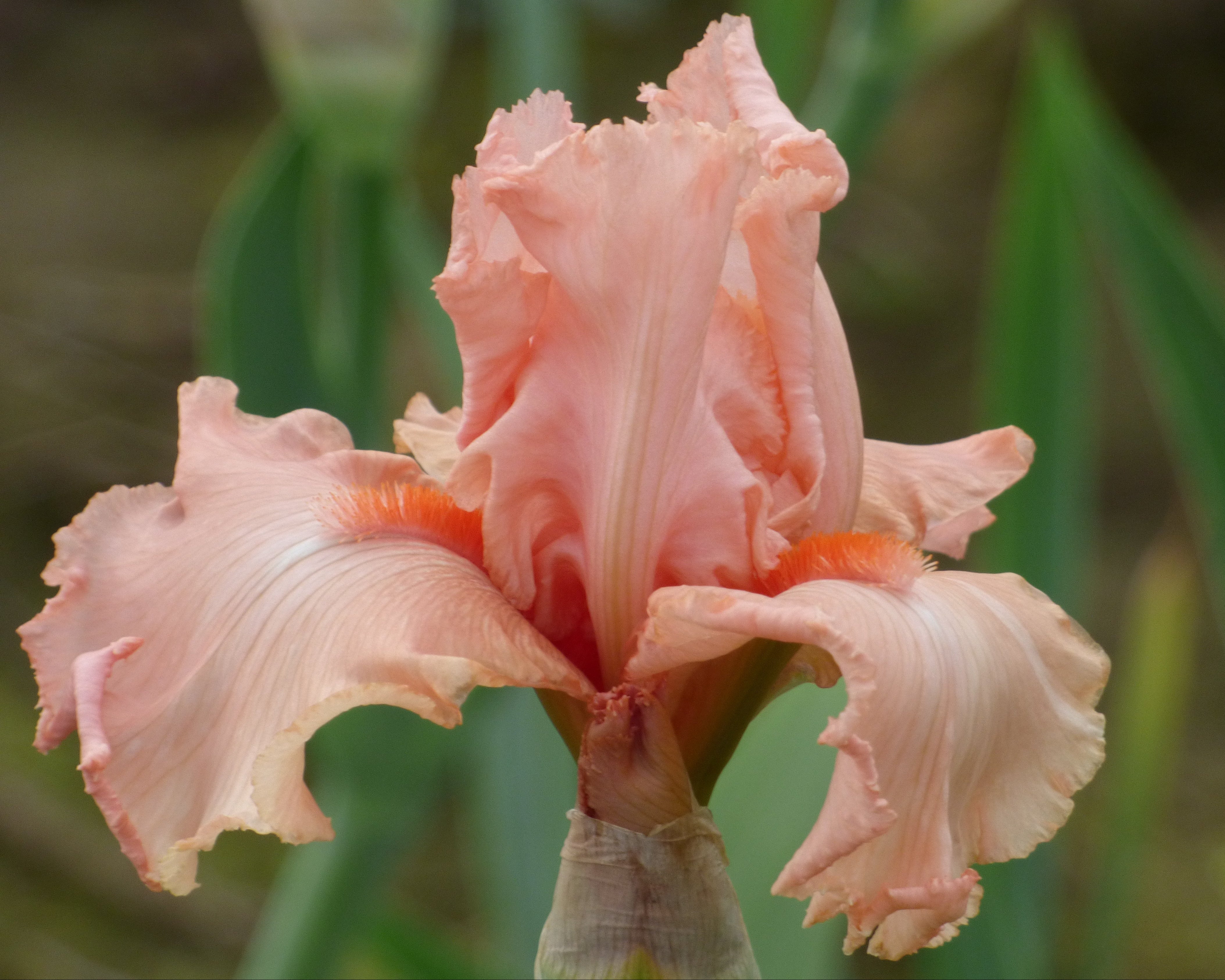 Eraser Pink| Tall Bearded Iris – Schreiner's Gardens
